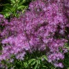 Thalictrum aquilegifolia - Abriachan Nurseries